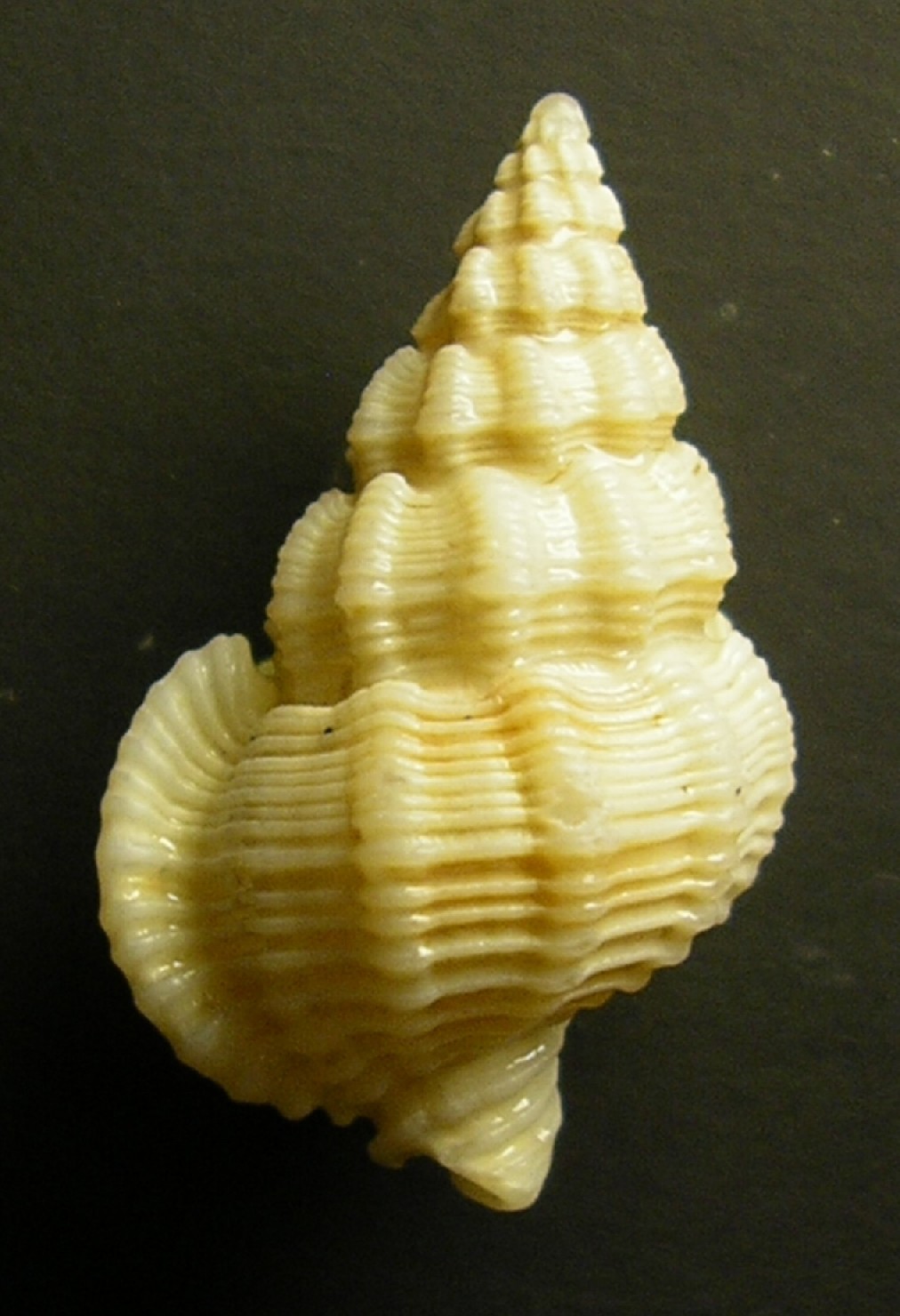 � esotica anche questa?